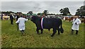 Minsterley Show