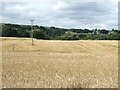 Barley field near Crooked Oak Farm