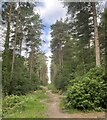 Midhurst Common