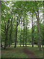 Beech trees in Commonhill Wood