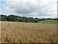 Barley field, view to M40 near Stokenchurch