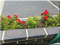 Geraniums on Reeves Avenue, Kingsbury