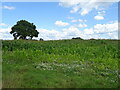 Maize crop, Hanover Green