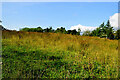 Long grass, Tattysallagh