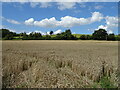 Cereal crop, Lower Apperley