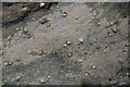 Limpets, Broadsands Beach, near Ilfracombe