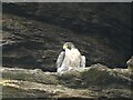 Peregrine Falcon nesting on rockface, Broadsands Bay, near Ilfracombe