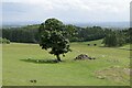 Tree and clearance cairn, Barscube