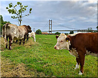 TA0222 : Bridge bovines, near Barton by Paul Harrop