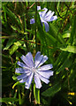 SX8242 : Chicory, Slapton Ley National Nature Reserve by Derek Harper