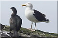 HU5135 : Great Black-backed Gull (Larus marinus), Bard Head, Bressay by Mike Pennington