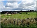 NZ1054 : Looking across the fields from Ebchester Hill by Robert Graham