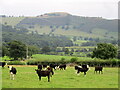 Cattle in field