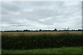 Hedgerow along Street Lane