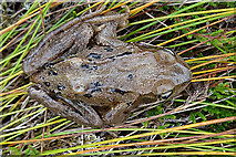 NJ2926 : Common Frog (Rana temporaria) by Anne Burgess