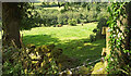 Cattle near Pitton