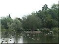 Canada geese on Swan Lake, the Wolseley Centre