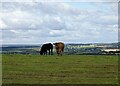 Cows on the skyline