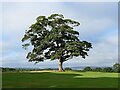 Sycamore tree in Graves Park