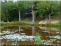 TQ5035 : Pond, Buckhurst Park by Simon Carey
