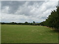 Grazing near Elmstone Hardwicke