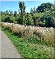 Thistles by the path