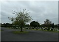 A mid-morning visit to Stoke New Cemetery (3)