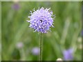 Field scabious flower