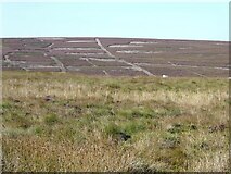 NY8589 : Patterns of heather clearance on Great Moor by Oliver Dixon