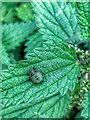 NZ1266 : Common green shieldbug nymph on stinging nettle by Andrew Curtis