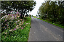 H5071 : Rosebay willowherb along Deverney Road by Kenneth  Allen