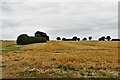 Wattisfield, Hinderclay Road: Harvested cereal crop