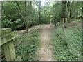 Footpath through a wood