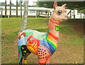 Colourful alpaca, Mayfield School