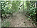 Footpath through woodland