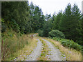 NR7684 : Forestry road by Patrick Mackie