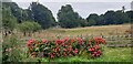 Chalfont St Giles - Floral Display