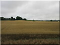 Oat field near Auchencleith