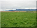 Pastureland near Whitehaugh