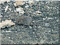 Young field mouse after bread