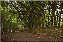 ND3345 : Track with Mature Trees behind Thrumster House, Caithness by Andrew Tryon