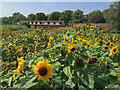 TQ1568 : Sunflowers, Hampton Court by Paul Harrop