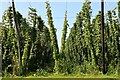 Hop field off Bullen Lane