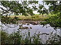 A Glimpse of the River Thurso