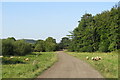 Track to Low Butterby Farm