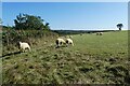 Sheep grazing near Lower Farley