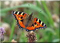 A tortoiseshell butterfly at Spittal