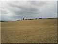 Stubble field near Forest Town