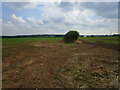 Field boundary at Sookholme