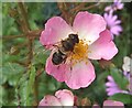 Hoverfly on rose